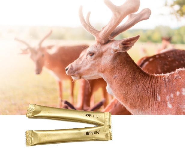 新品[國(guó)食健字]增強(qiáng)免疫力-鹿品牌鹿膠原蛋白沙棘粉